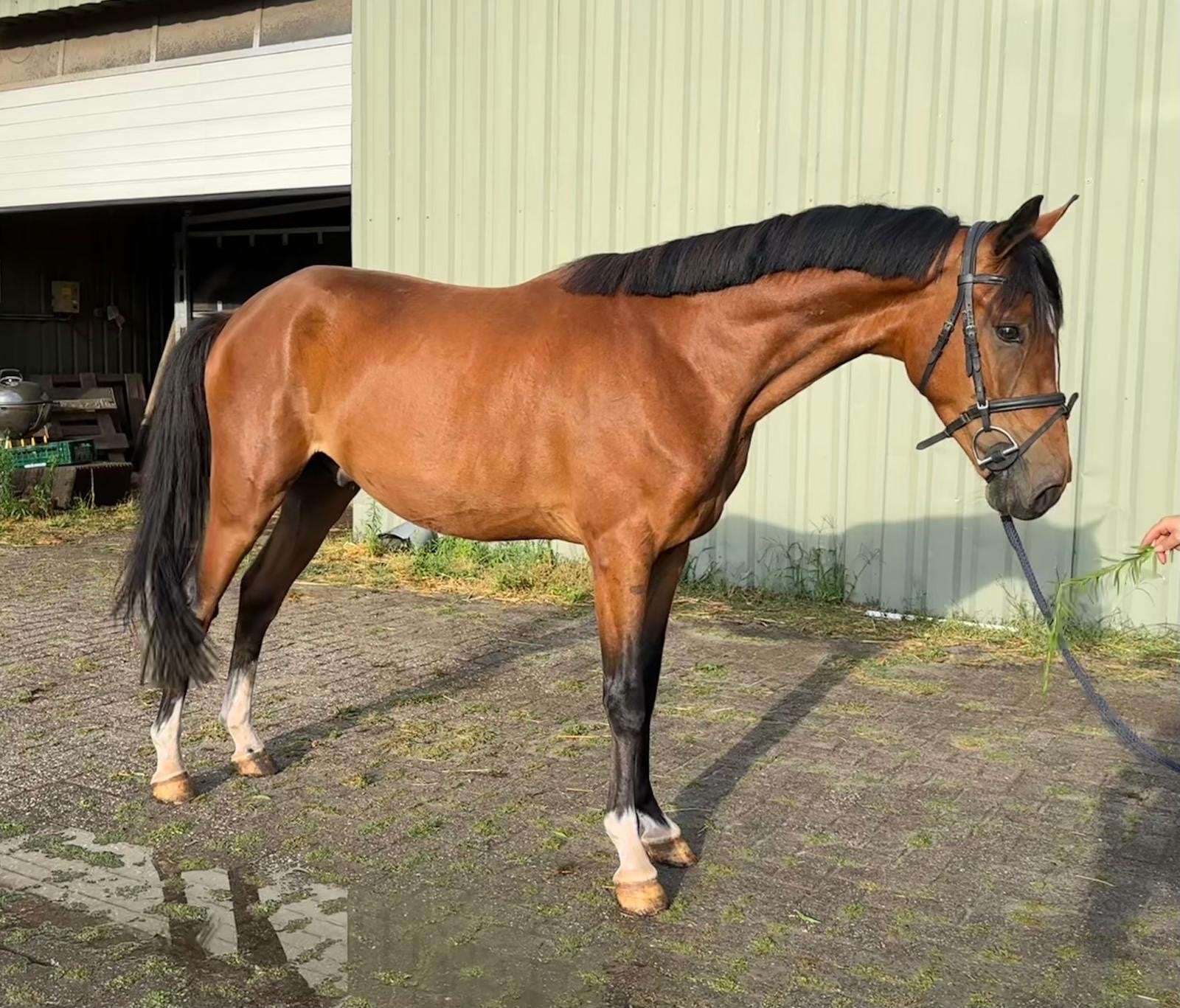 New Forest ruin 3 yr 1.455 kwaliteits vol, Met stamboom, Ruin, 3 tot 6 jaar, Onbeleerd