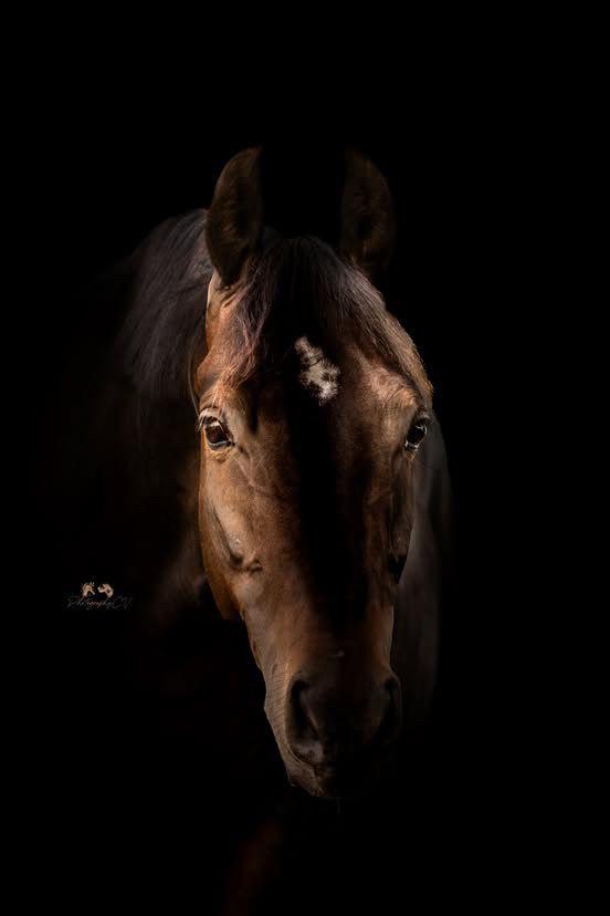 Geweldige, brave D pony. Goldwinshoeve Rockstar., Ruin, 0 tot 2 jaar
