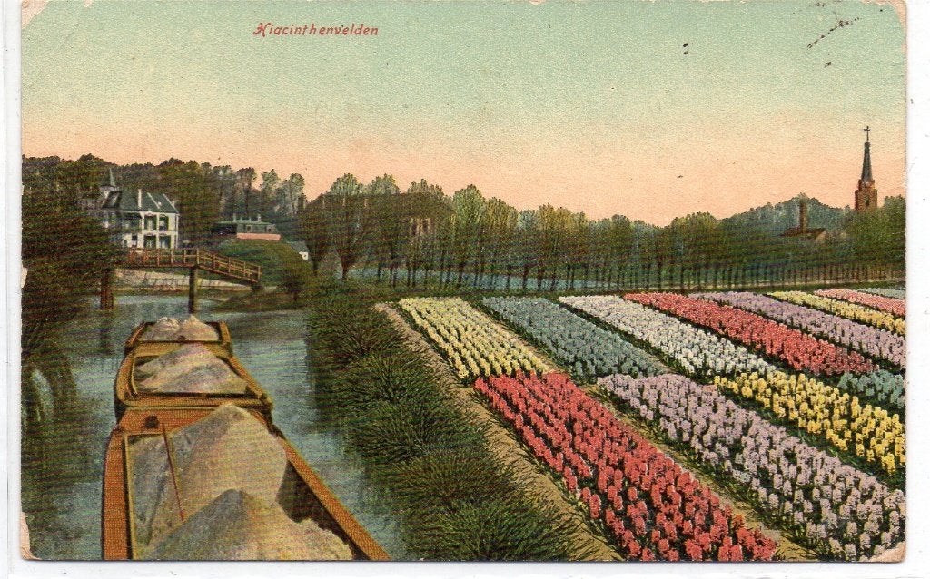 Bollenvelden, Ophalen of Verzenden, Gelopen