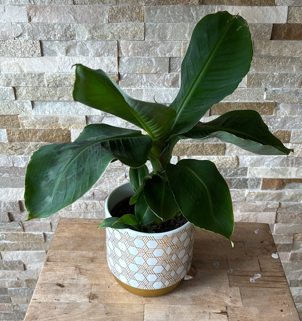 Banaan plant in pot, Overige soorten, In pot, Minder dan 100 cm, Groene kamerplant