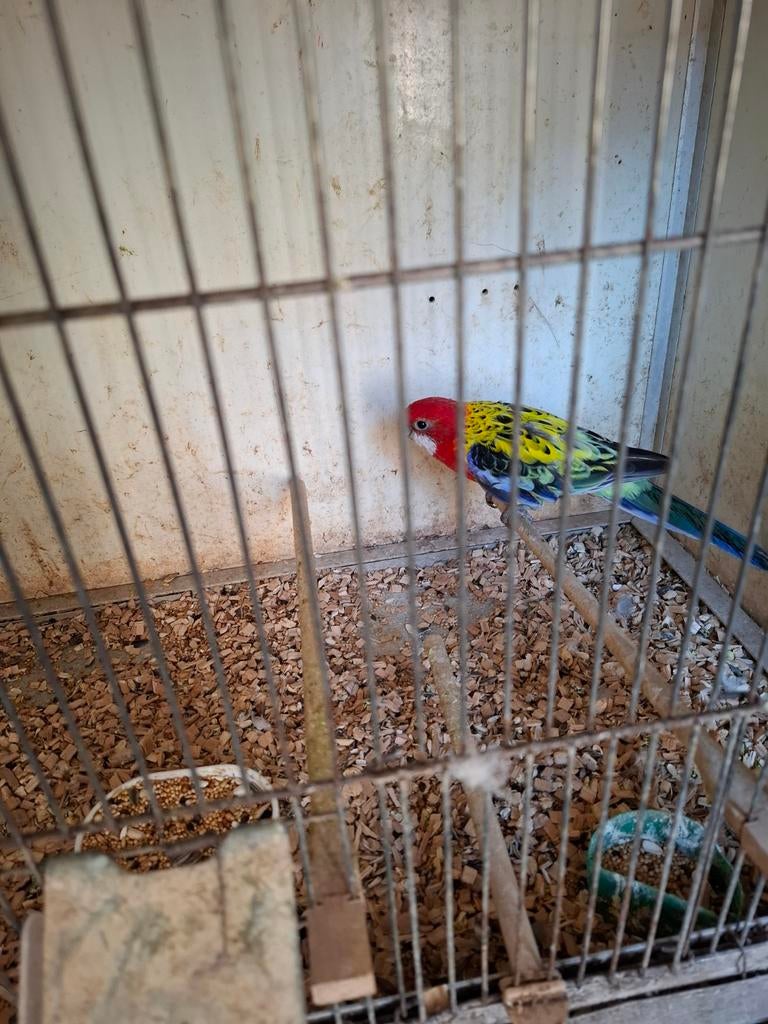 Goudmantel rosella's, Mannelijk, Parkiet, Geringd