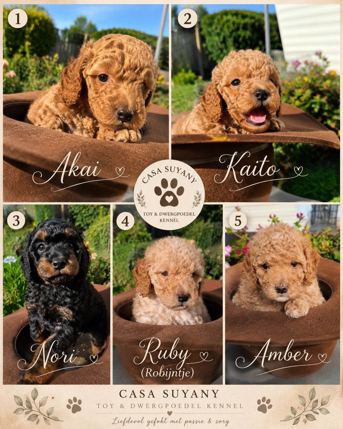 Liefdevolle dwergpoedel pups zoeken hun gouden mandje, Dieren en Toebehoren, Parvo, 8 tot 15 weken, Meerdere, Meerdere dieren
