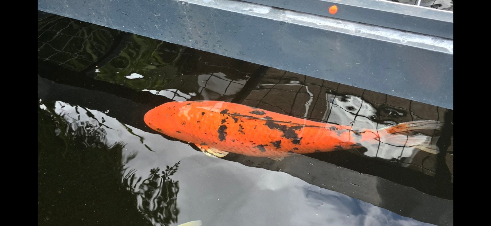 Hi bekko en Asagi Beide 65cm, Dieren en Toebehoren, Vissen | Vijvervissen, Karper of Koi