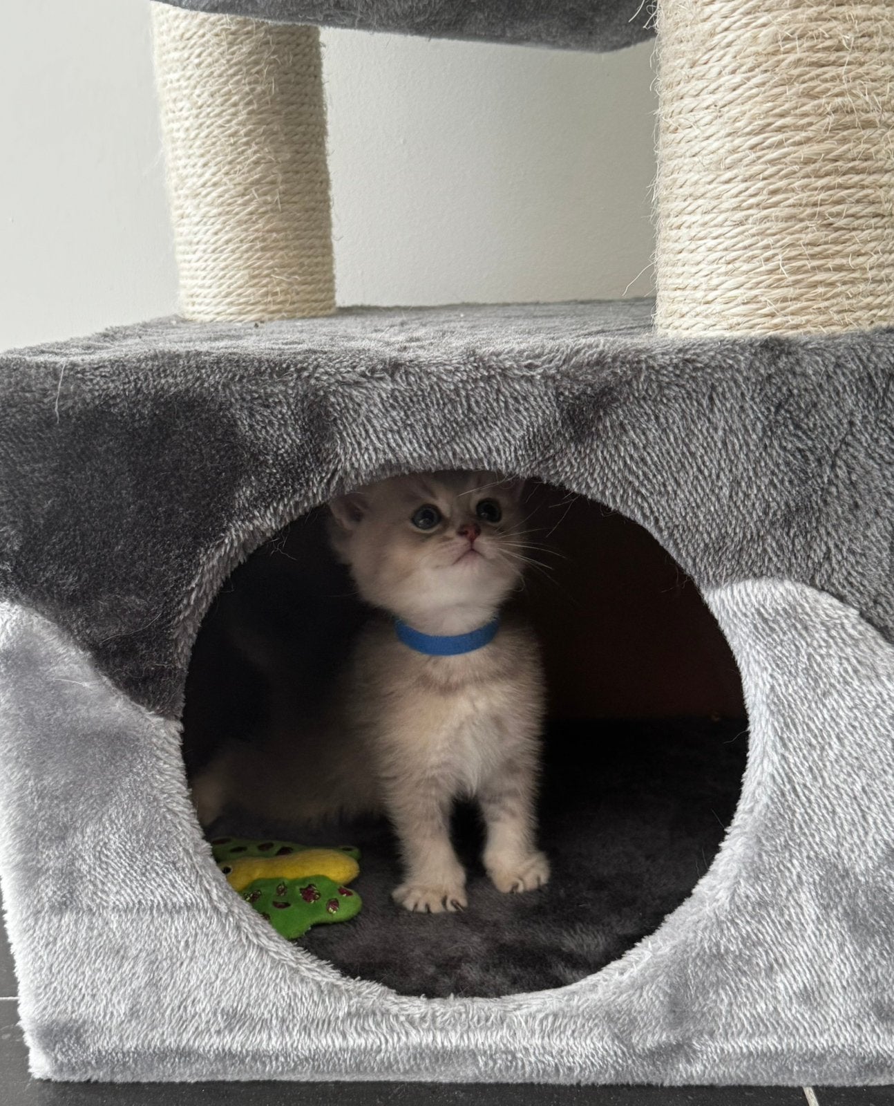 Lief katertje zoekt een warm thuis, Kater, Kortharig, 0 tot 2 jaar