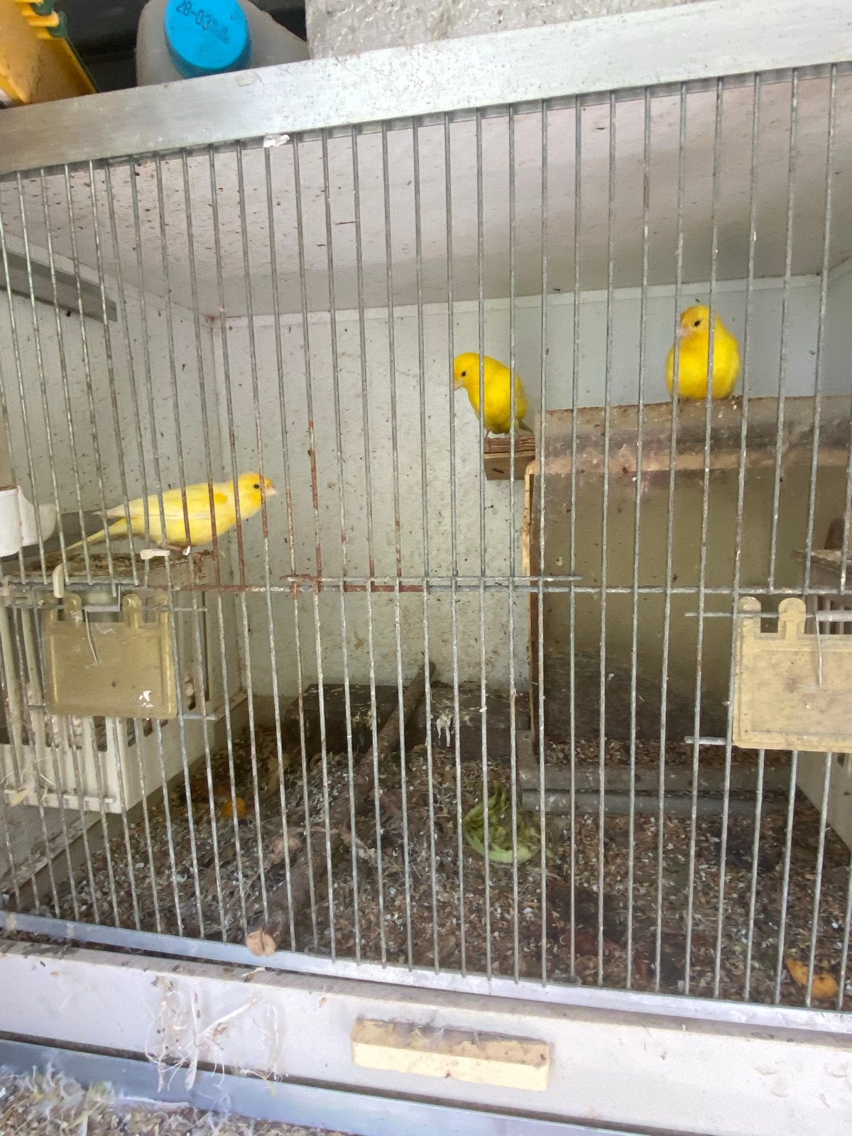 Waterslager kanarie, Dieren en Toebehoren, Meerdere dieren, Kleurkanarie