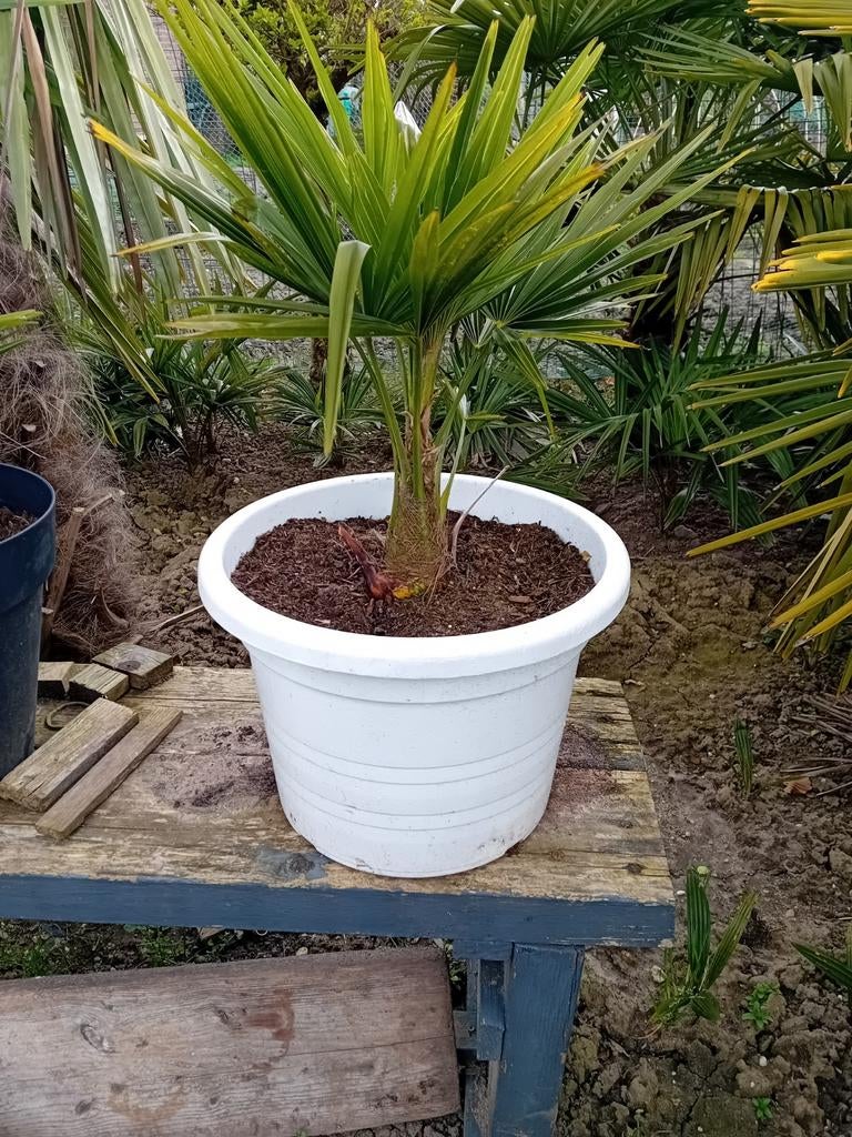 Een mooie palmboom met pot, Ophalen