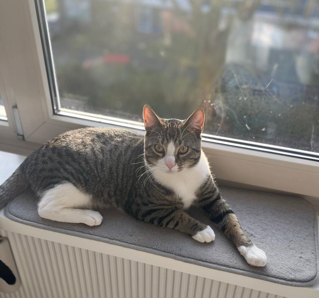 Kater, Dieren en Toebehoren, Kater