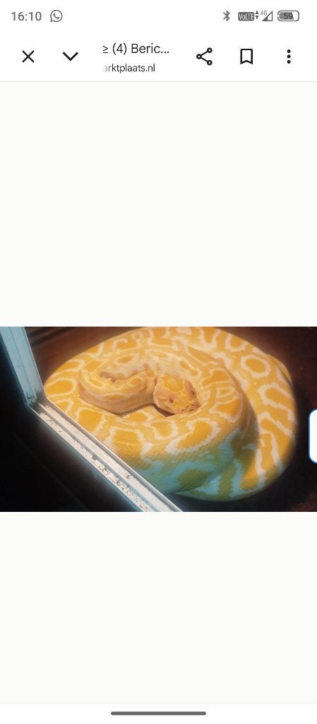 Tijgerpython met terrarium, Dieren en Toebehoren, Slang, Met terrarium, 0 tot 2 jaar