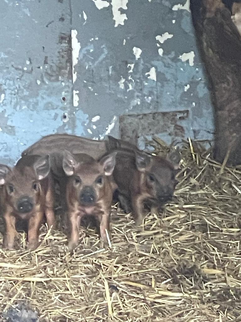 nog 4 unieke borgjes duroc duroc met iets mangalica, Dieren en Toebehoren, Mannelijk, Varken, 0 tot 2 jaar
