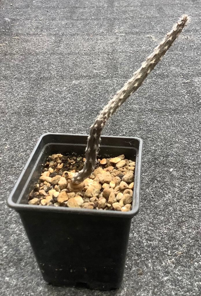 Cactus, Pterocactus, Ophalen