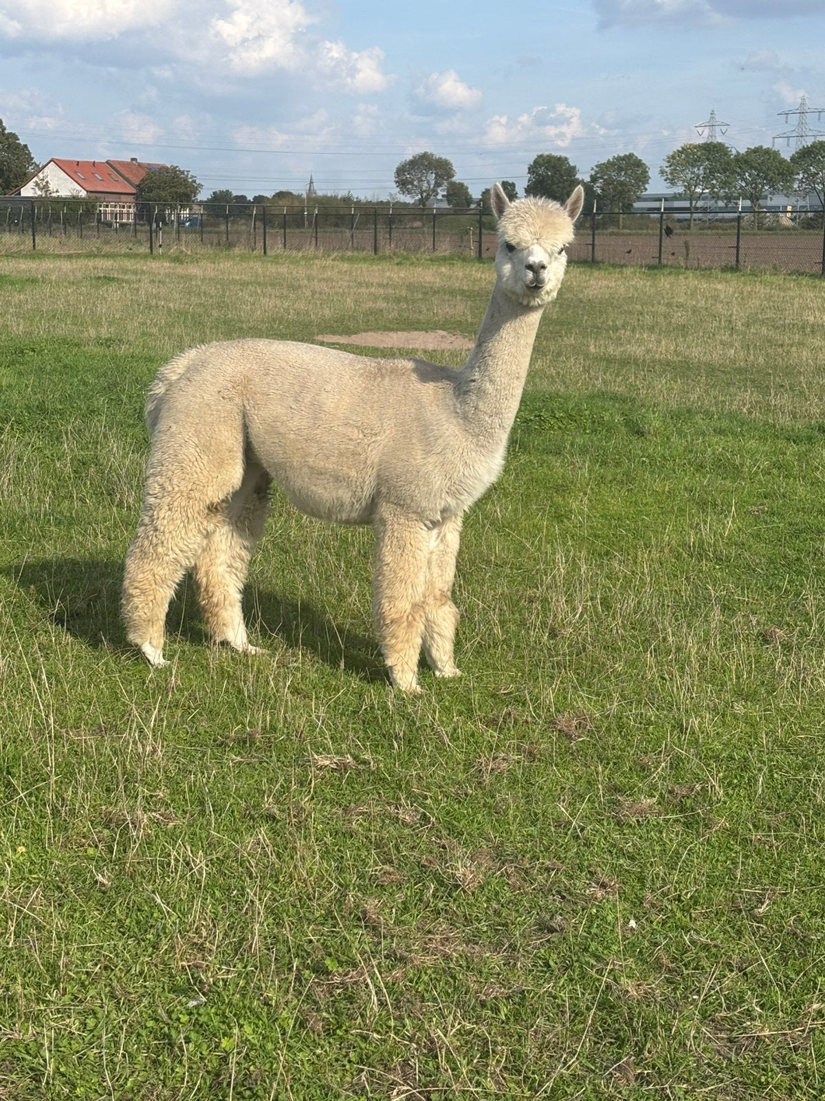 Drachtige stamboom alpaca merrie, Dieren en Toebehoren, Juni, Vrouwelijk