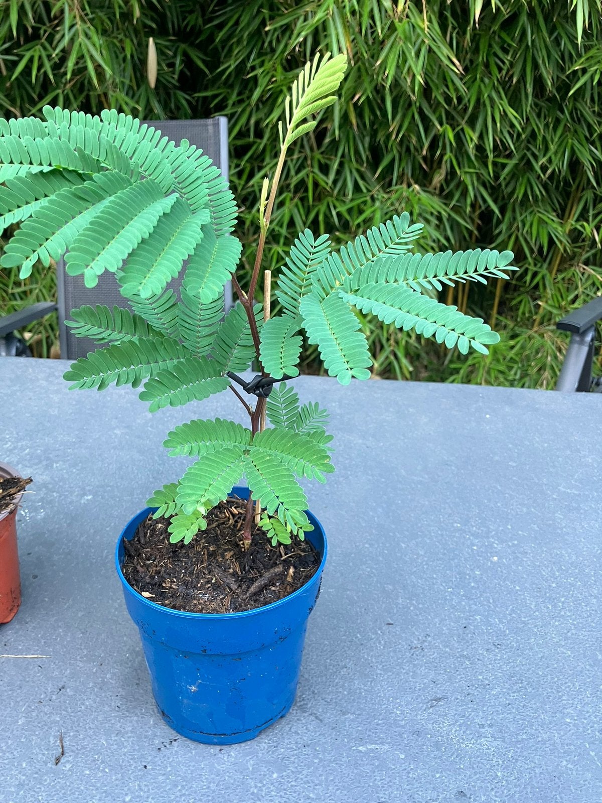 Albizia lophanta slaapboom, Tuin en Terras, Ophalen, Overige soorten, Volle zon