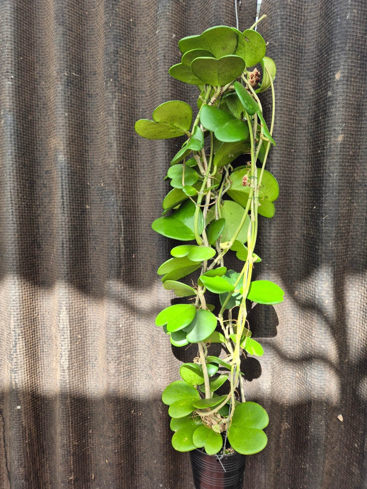 Hoya Kerrii XXL (4)