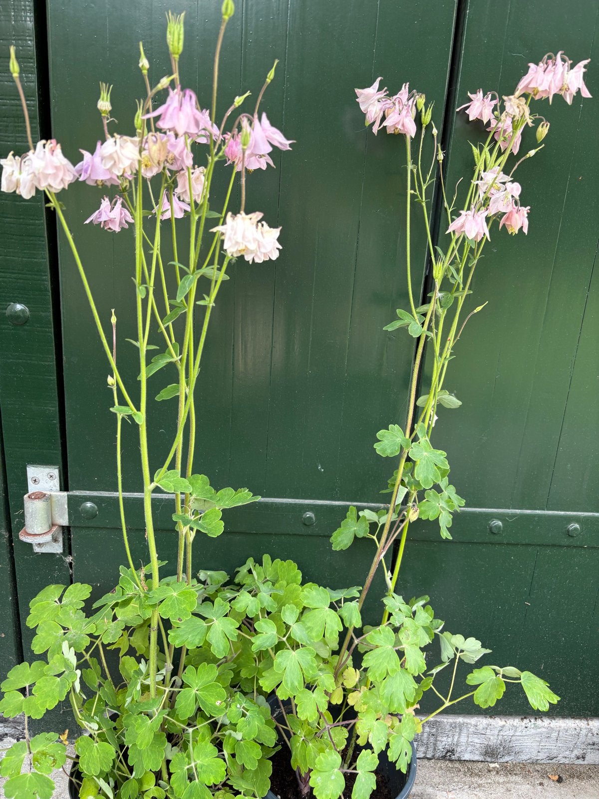 Twee ruime potten met Akelei, Tuin en Terras, Vaste plant, Halfschaduw, Lente, Ophalen