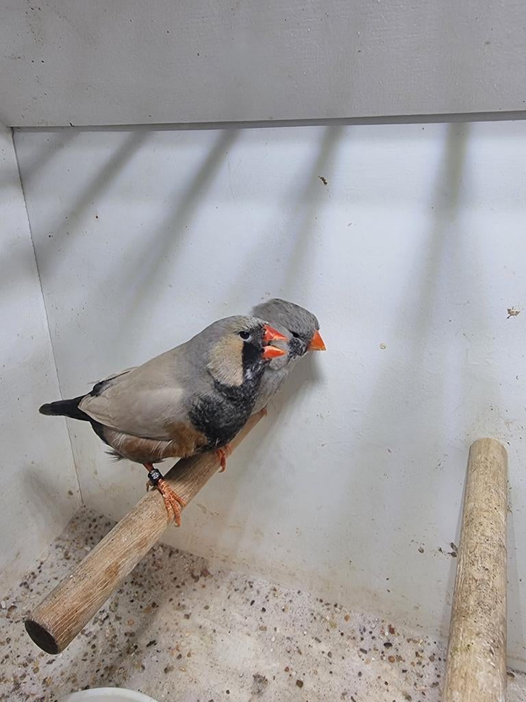 Te koop koppel charcoal Bleekrug, Meerdere dieren
