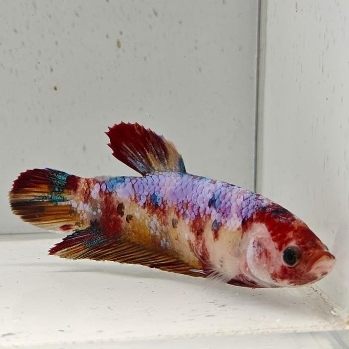 Betta splendens vrouw 80, Dieren en Toebehoren, Vis