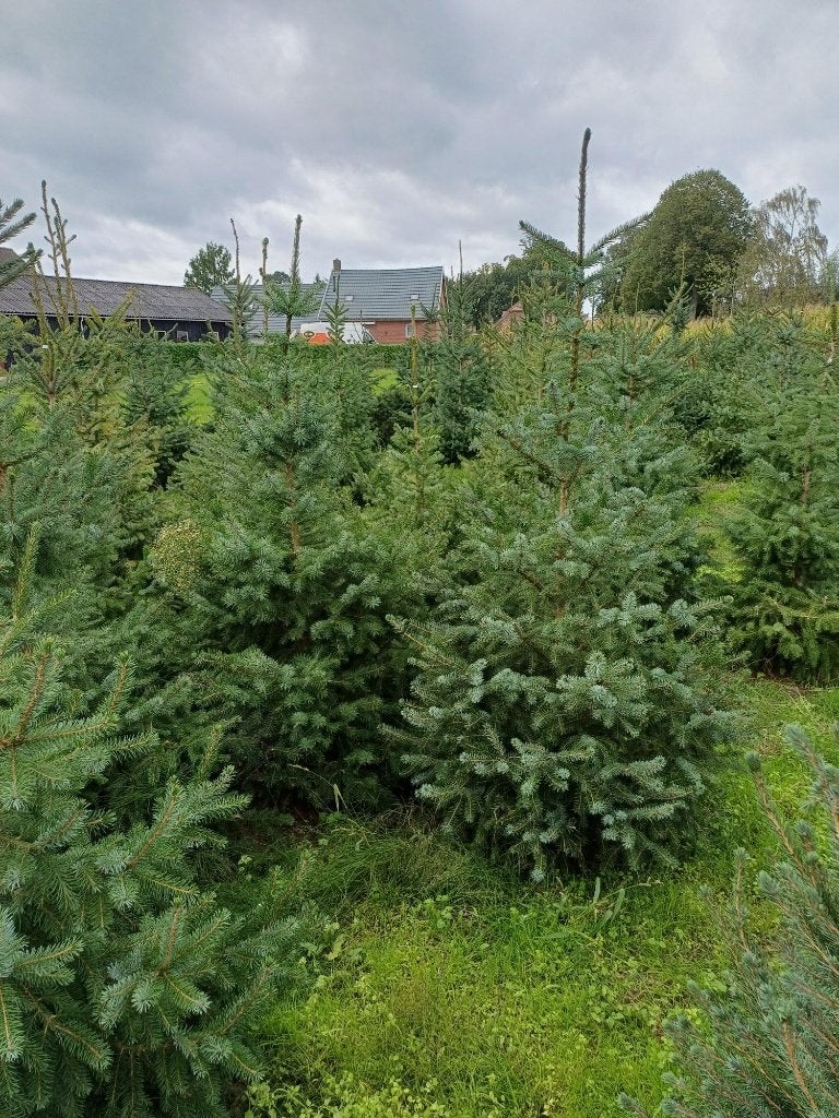 Kerstbomen, Ophalen, Nieuw