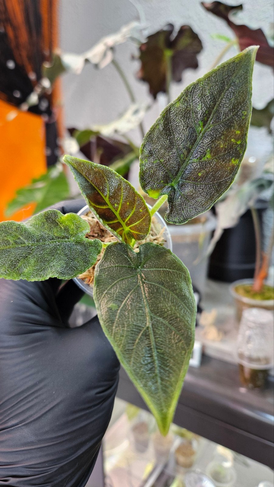 Alocasia Antoro Velvet Variegata, Ophalen of Verzenden, Halfschaduw, Minder dan 100 cm