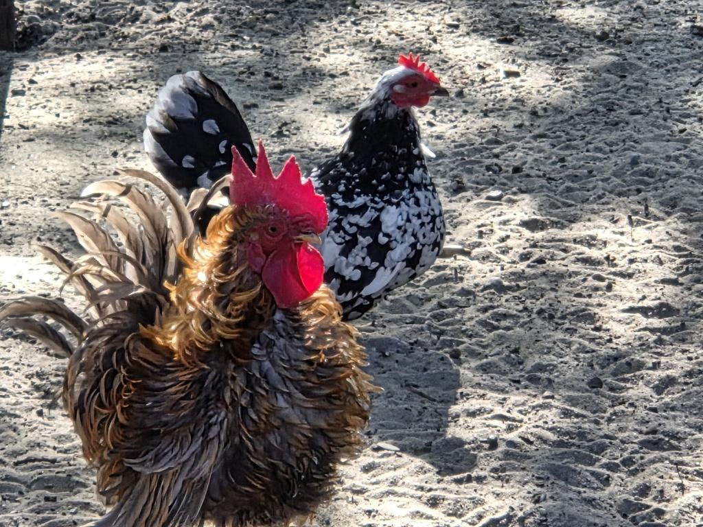 Chabo krielkipjes eitjes, Dieren en Toebehoren, Pluimvee, Meerdere dieren, Kip