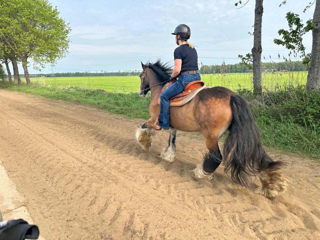 Verzorgen/bijrijder gezocht voor twee tinker ruinen, Dieren en Toebehoren, Stalling en Weidegang, 2 of 3 paarden of pony's