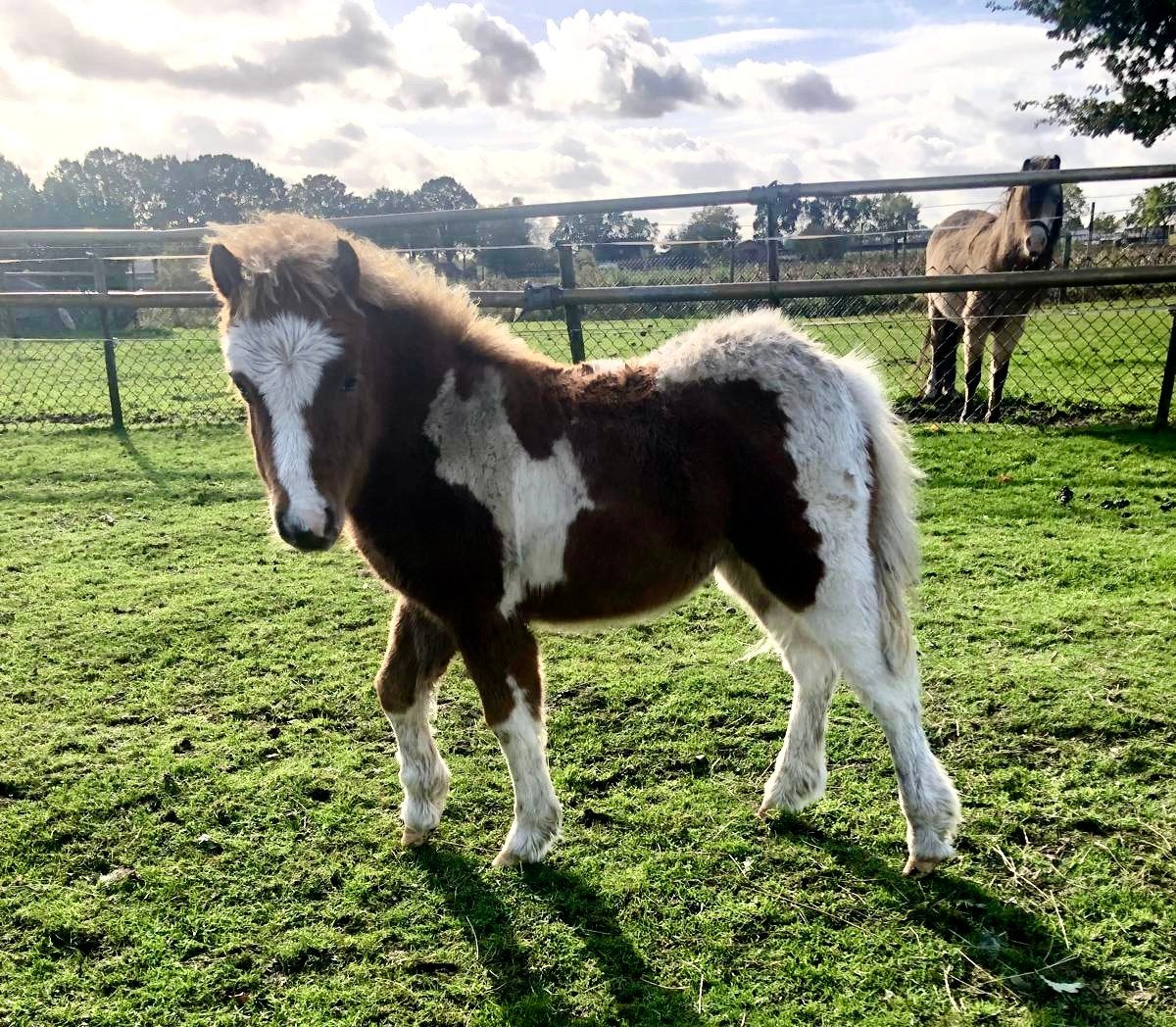 Mooi Minipaardje, Hengst, A pony (tot 1.17m), 0 tot 2 jaar