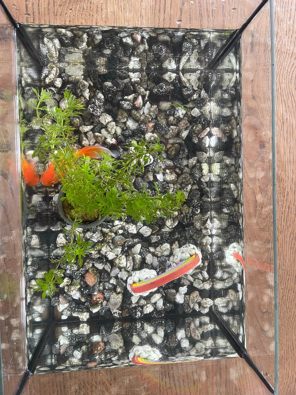 Goudvis met bak en toeboren, Vis