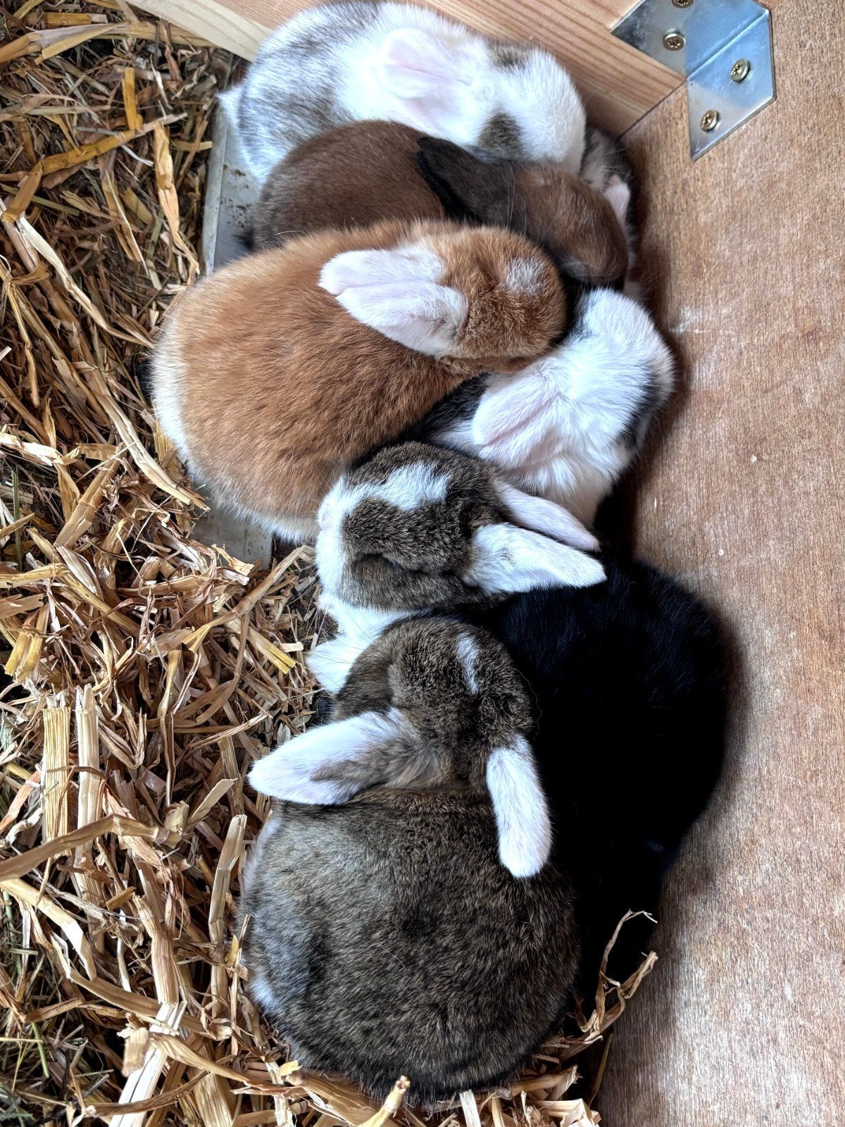 Zeer lieve ras zuivere tamme minilop konijntjes, Dieren en Toebehoren, Konijnen, Meerdere dieren