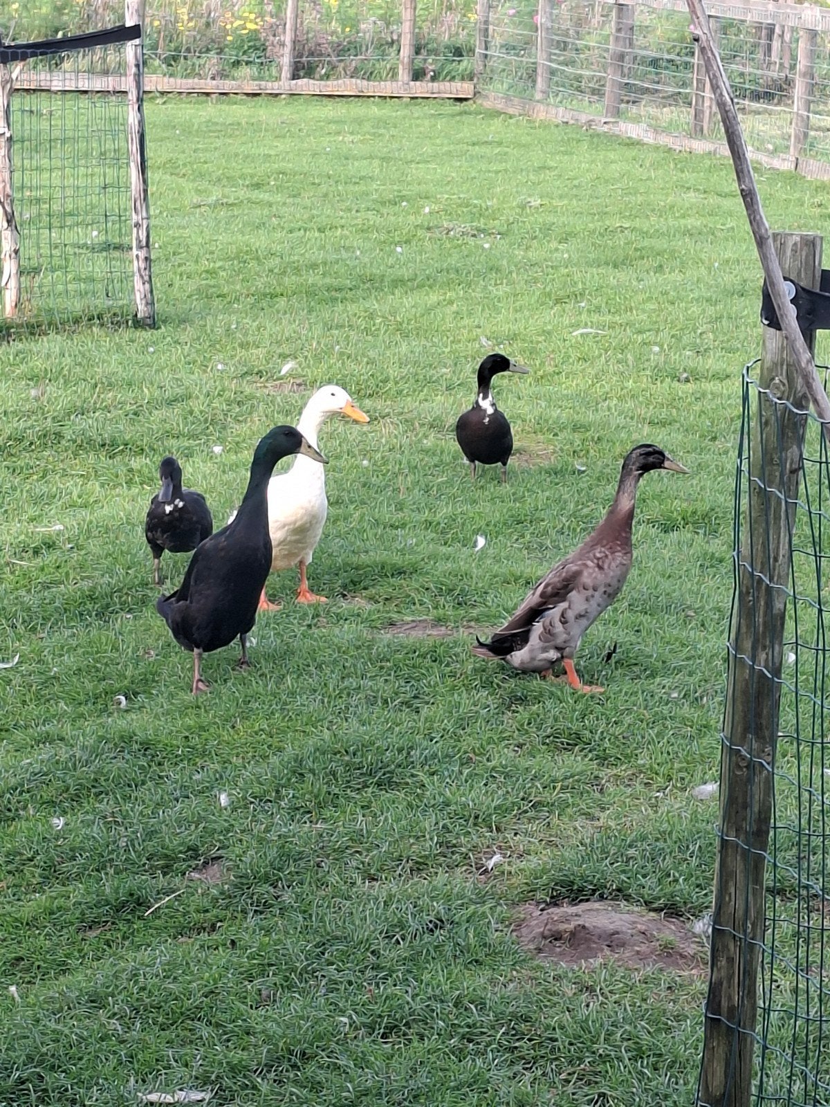 5 eenden, Dieren en Toebehoren, Meerdere dieren, Eend