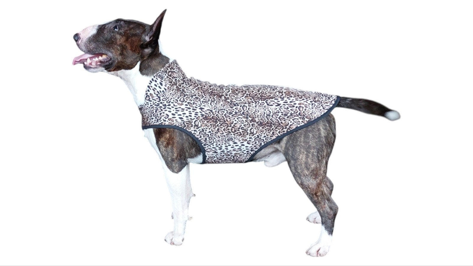 Mini Bullterrier softshel jackets, Dieren en Toebehoren, Nieuw, Ophalen of Verzenden, Hondenjas, S