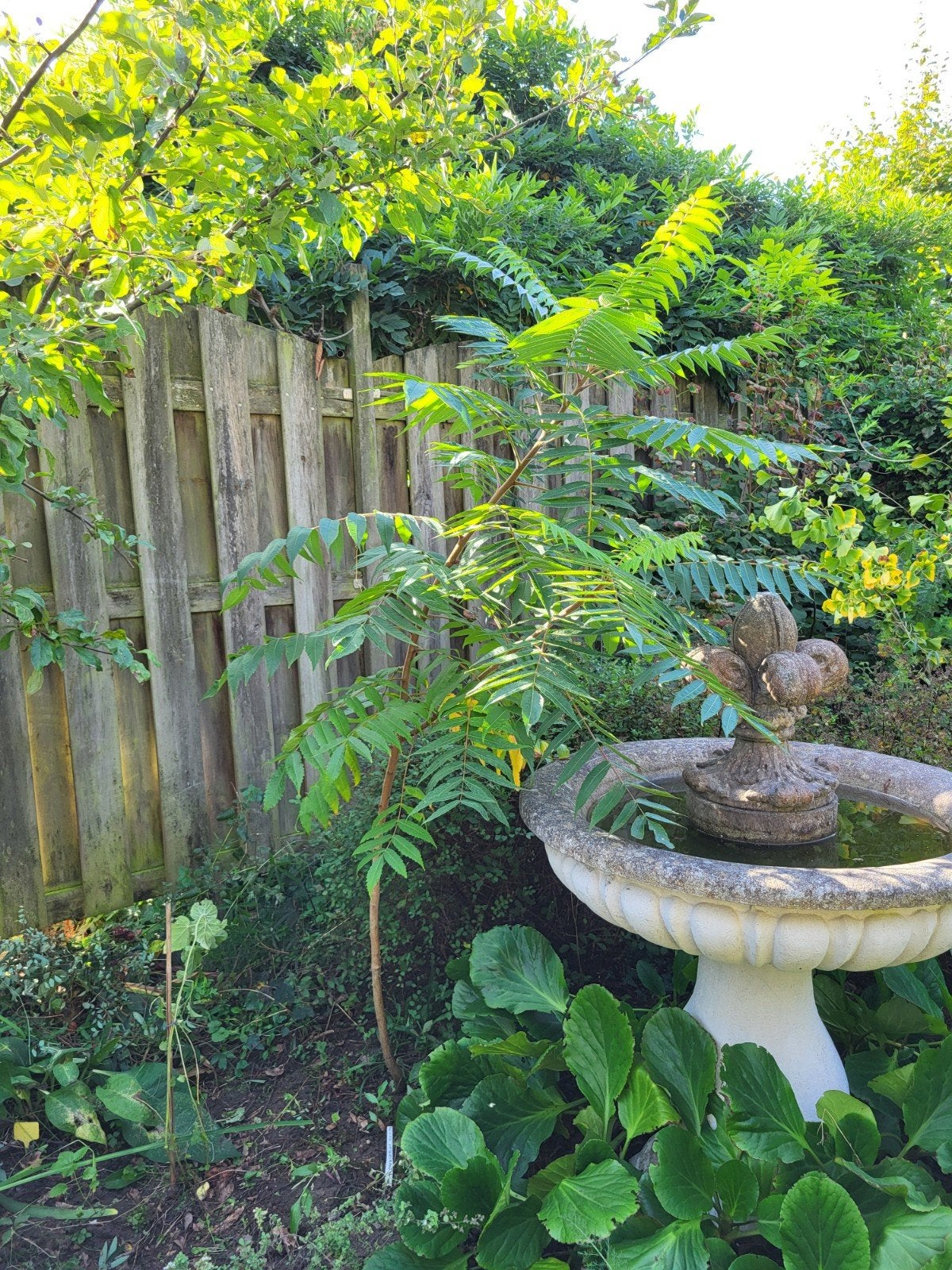 gratis planten en struiken, Tuin en Terras, Overige soorten, 100 tot 250 cm, Zomer, Ophalen