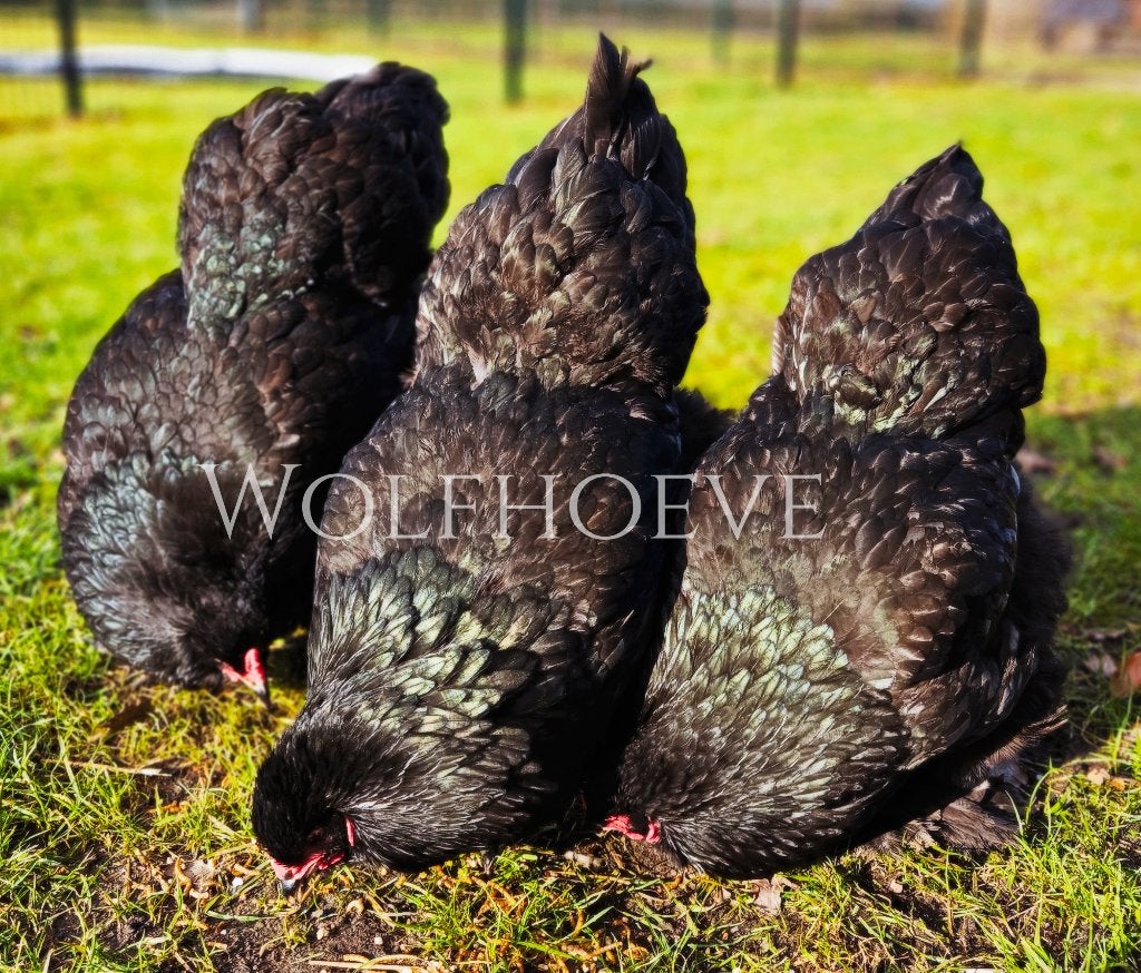 Mooie toom zwarte Brahma kippen 3x met haan, Dieren en Toebehoren, Meerdere dieren, Kip