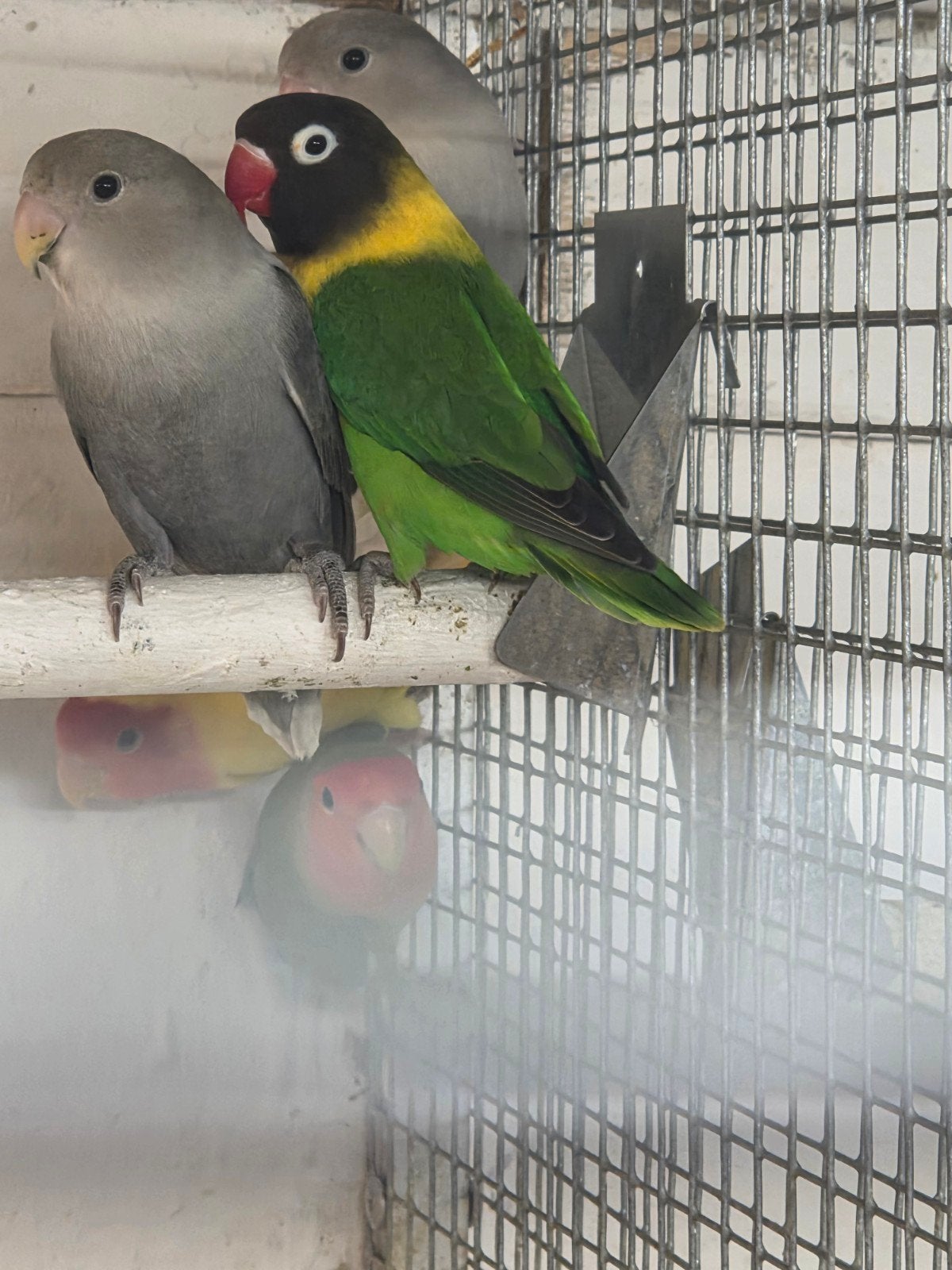 personata man, Dieren en Toebehoren, Vogels | Parkieten en Papegaaien, Mannelijk, Dwergpapegaai of Agapornis