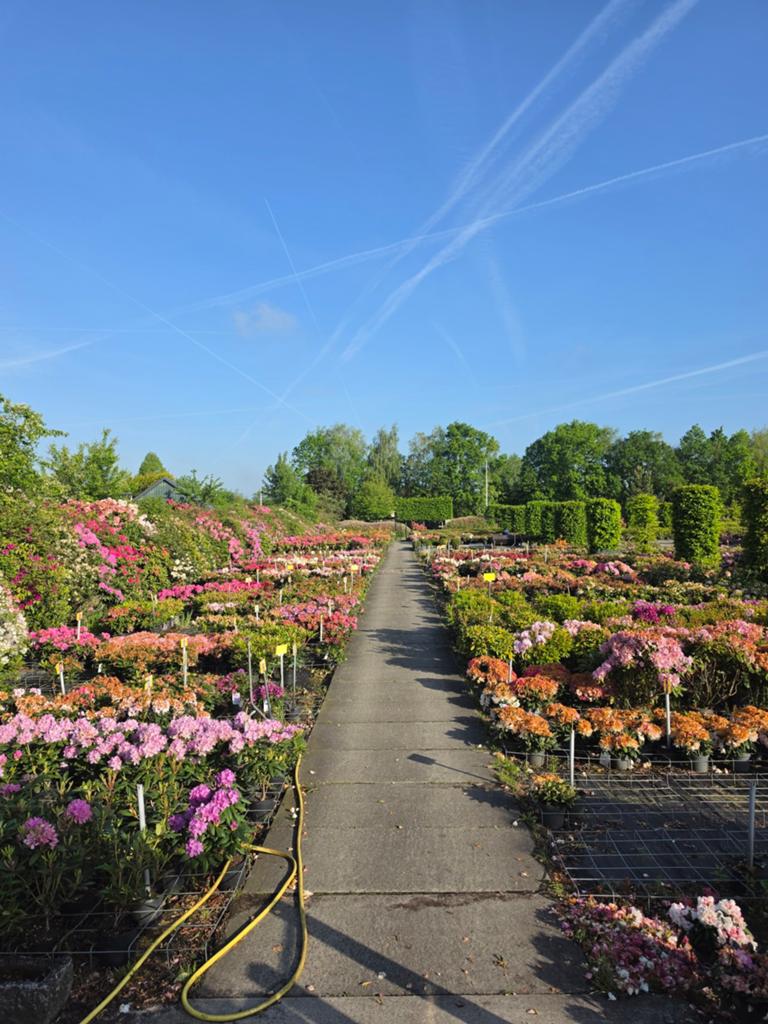 MEGA UITVERKOOP Rhododendrons 40/50cm, Ophalen, Rhododendron, Minder dan 100 cm