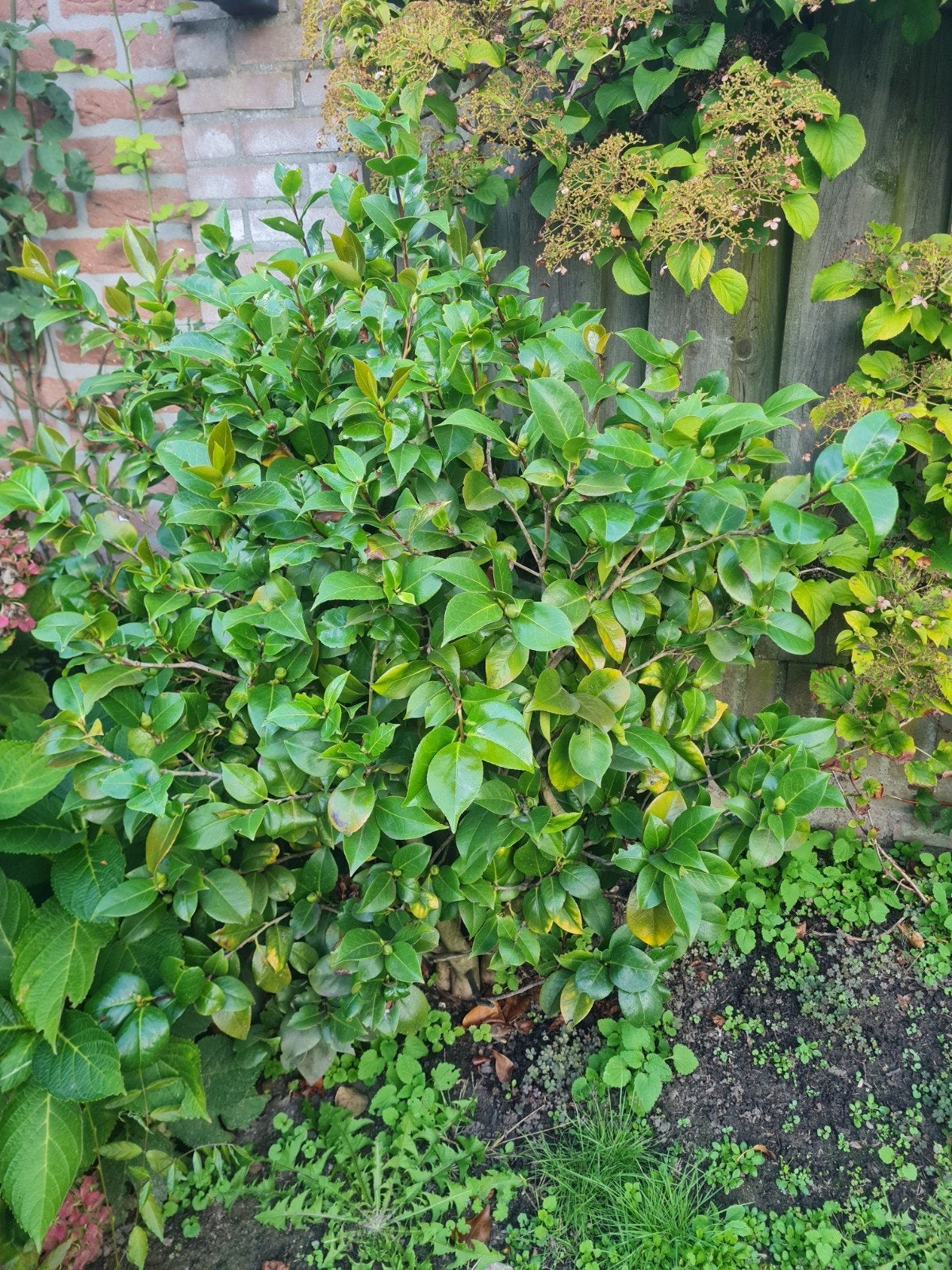 camelia, Ophalen, Overige soorten
