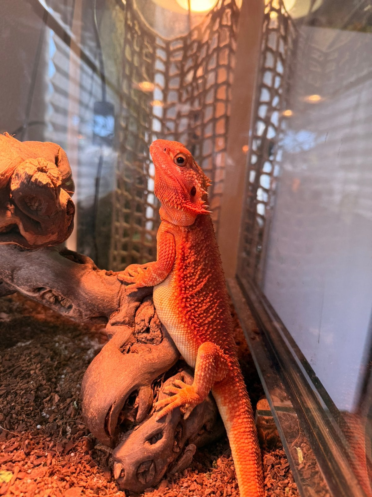 Baardagaam ( Pagona Vitticeps ) Bearded Dragon photo 16