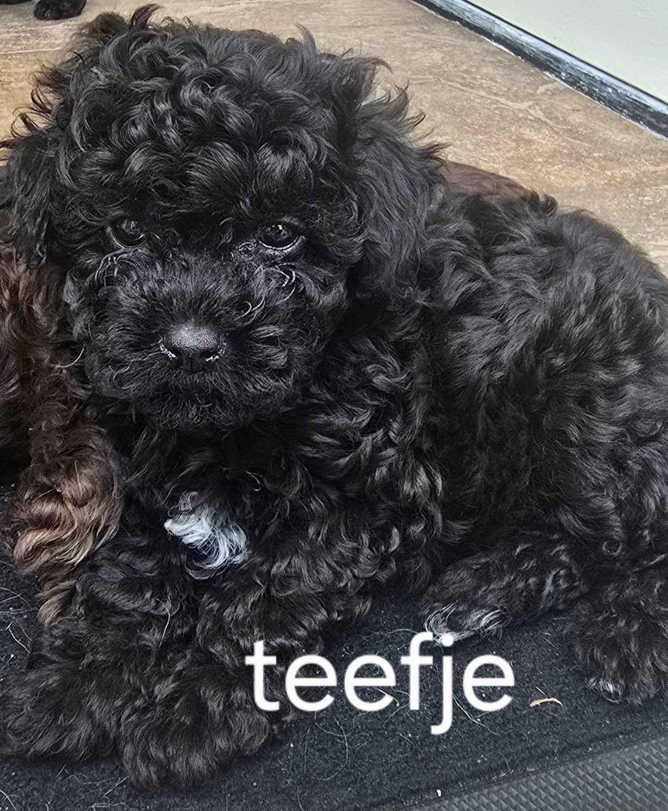 Mooie toy poedel x chiuhuahua pups, Poedel, 8 tot 15 weken, Meerdere, Meerdere dieren
