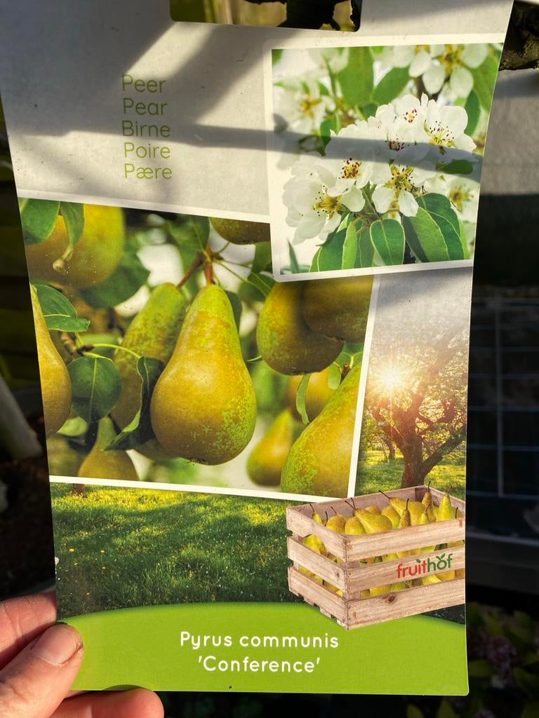 Conference Perenboom - 25 jaar oud, Tuin en Terras, Ophalen, Lente, Volle zon, 250 tot 400 cm
