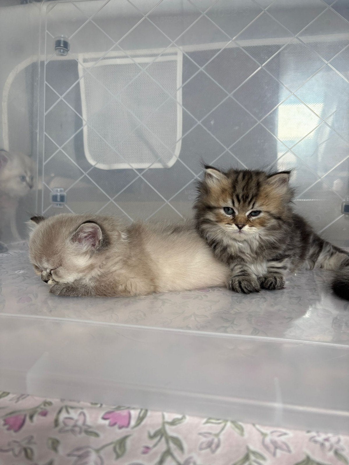 Britis lang haar kitten, Meerdere dieren