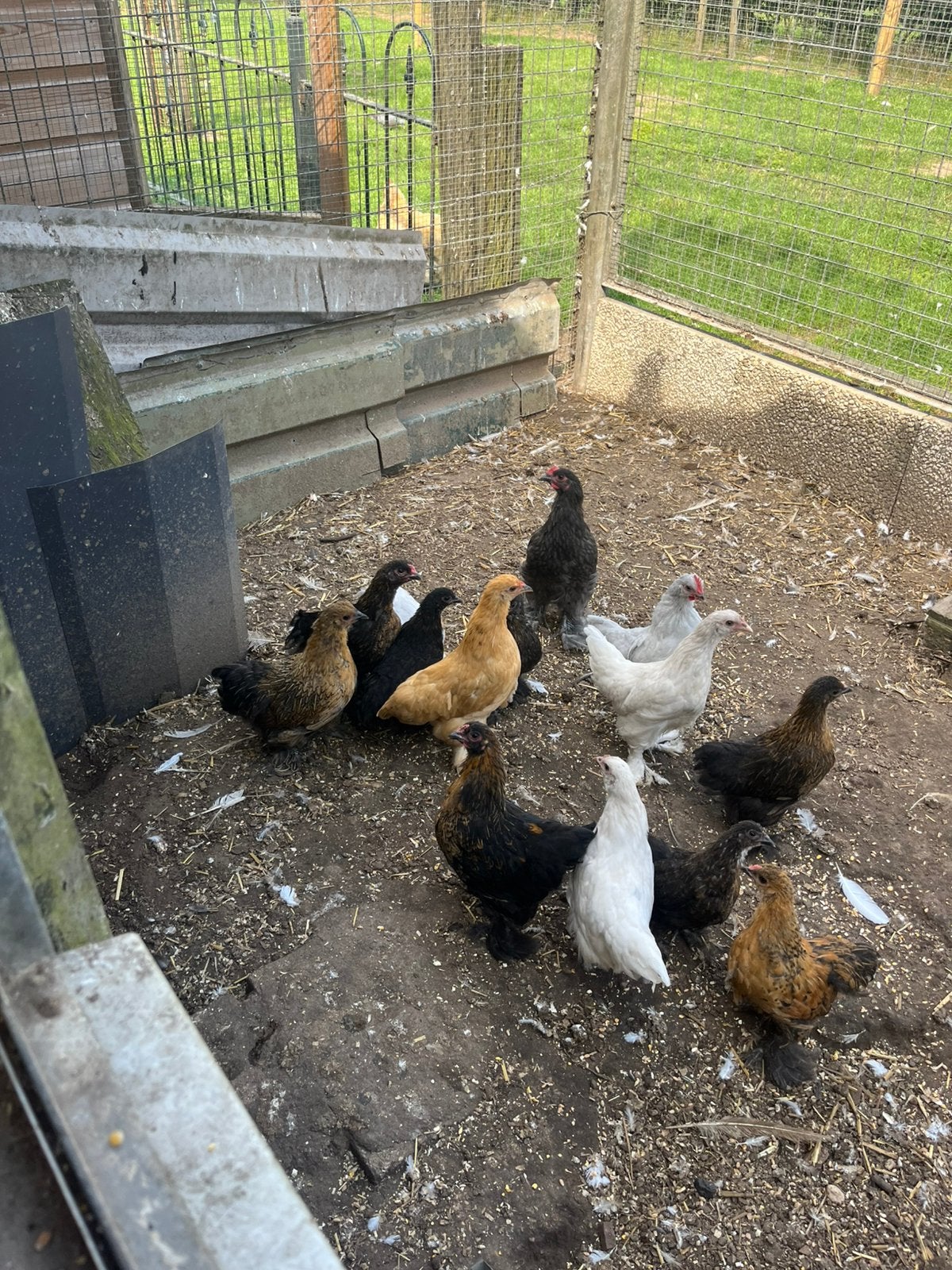 Kippen, Dieren en Toebehoren, Meerdere dieren, Kip