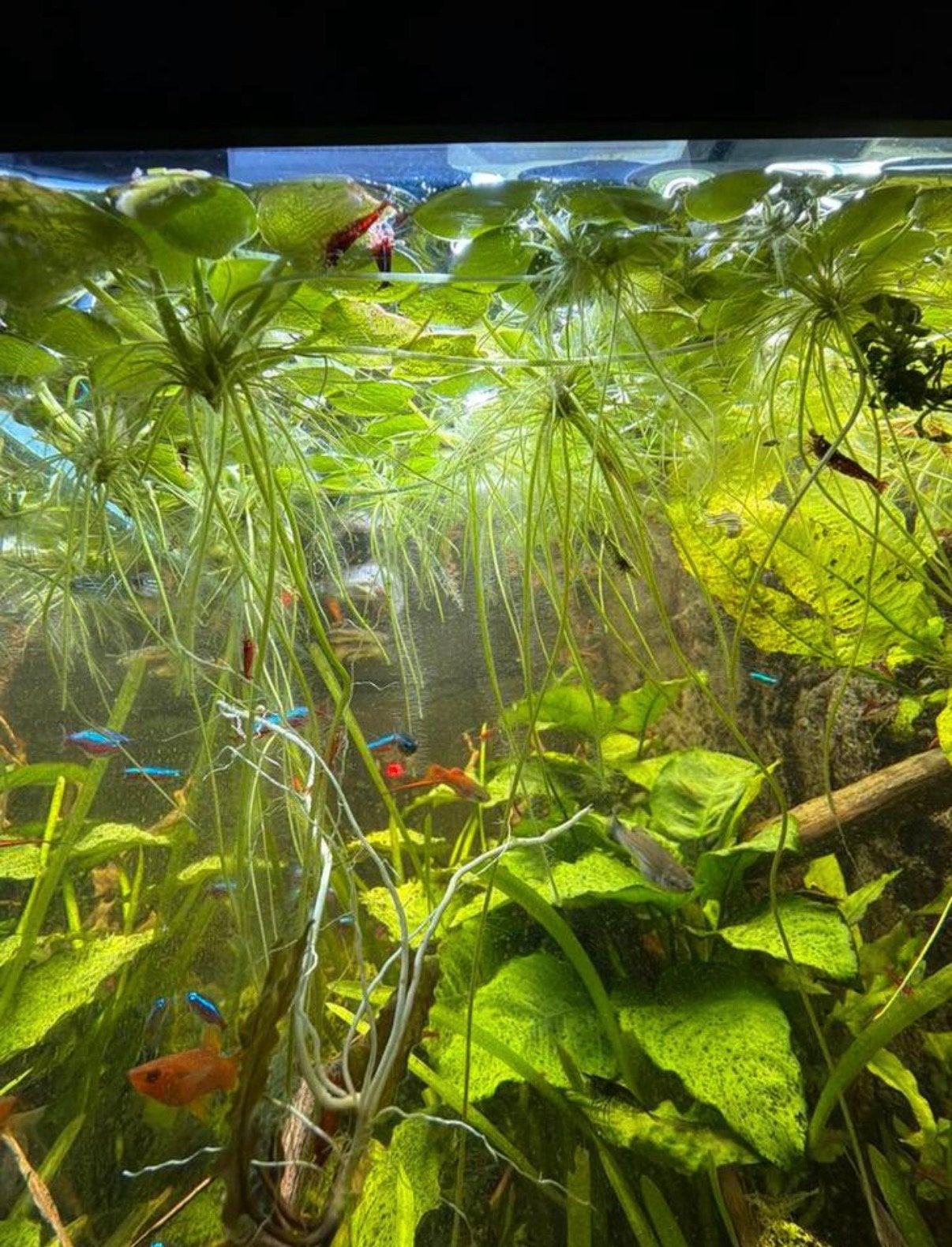 Kikkerbeet amazone, Kreeft, Krab of Garnaal
