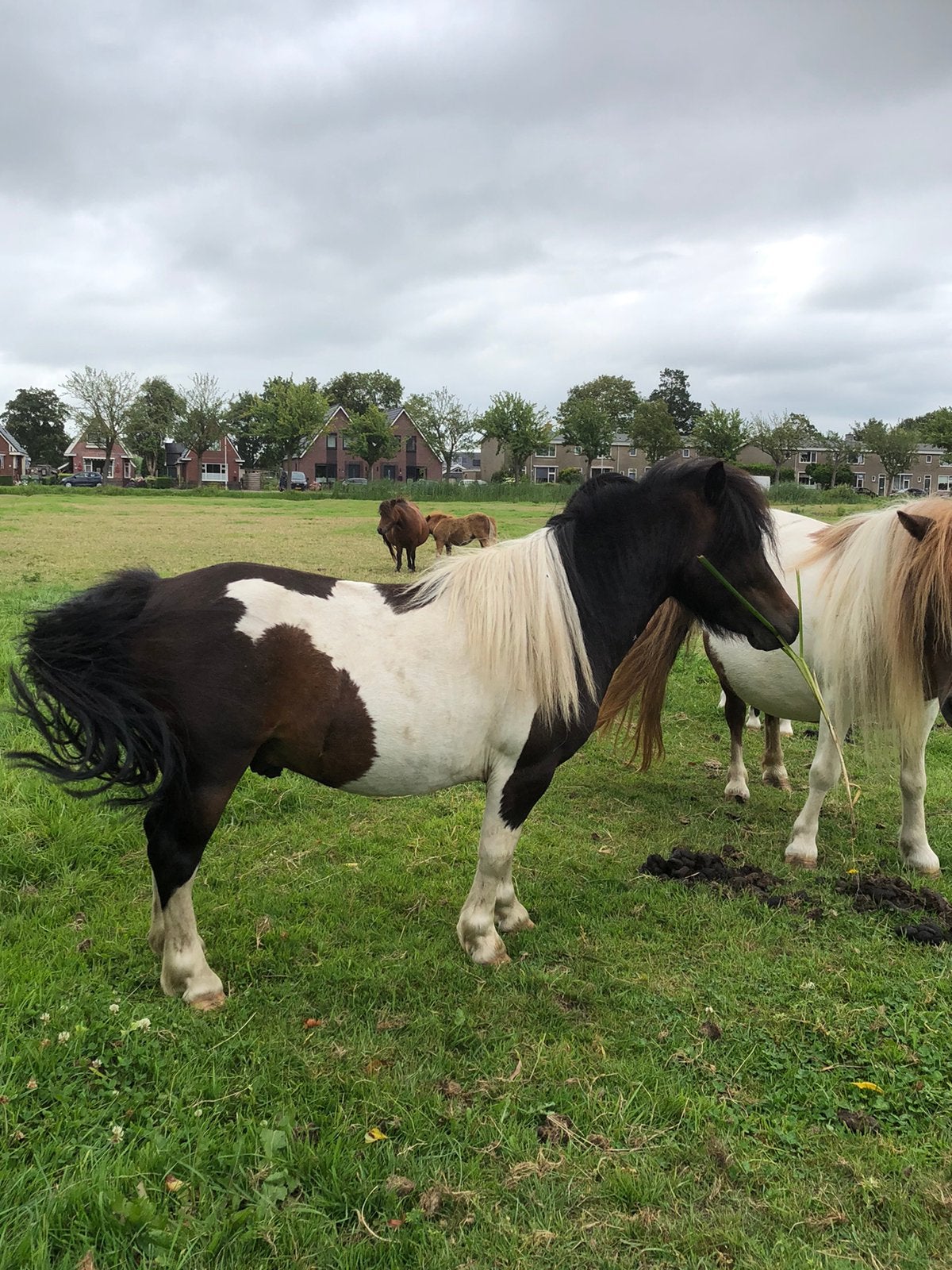 Bonte schapen ooien en bonte Shetlander pony hengst, Dieren en Toebehoren, Schapen, Geiten en Varkens, Meerdere dieren, Schaap