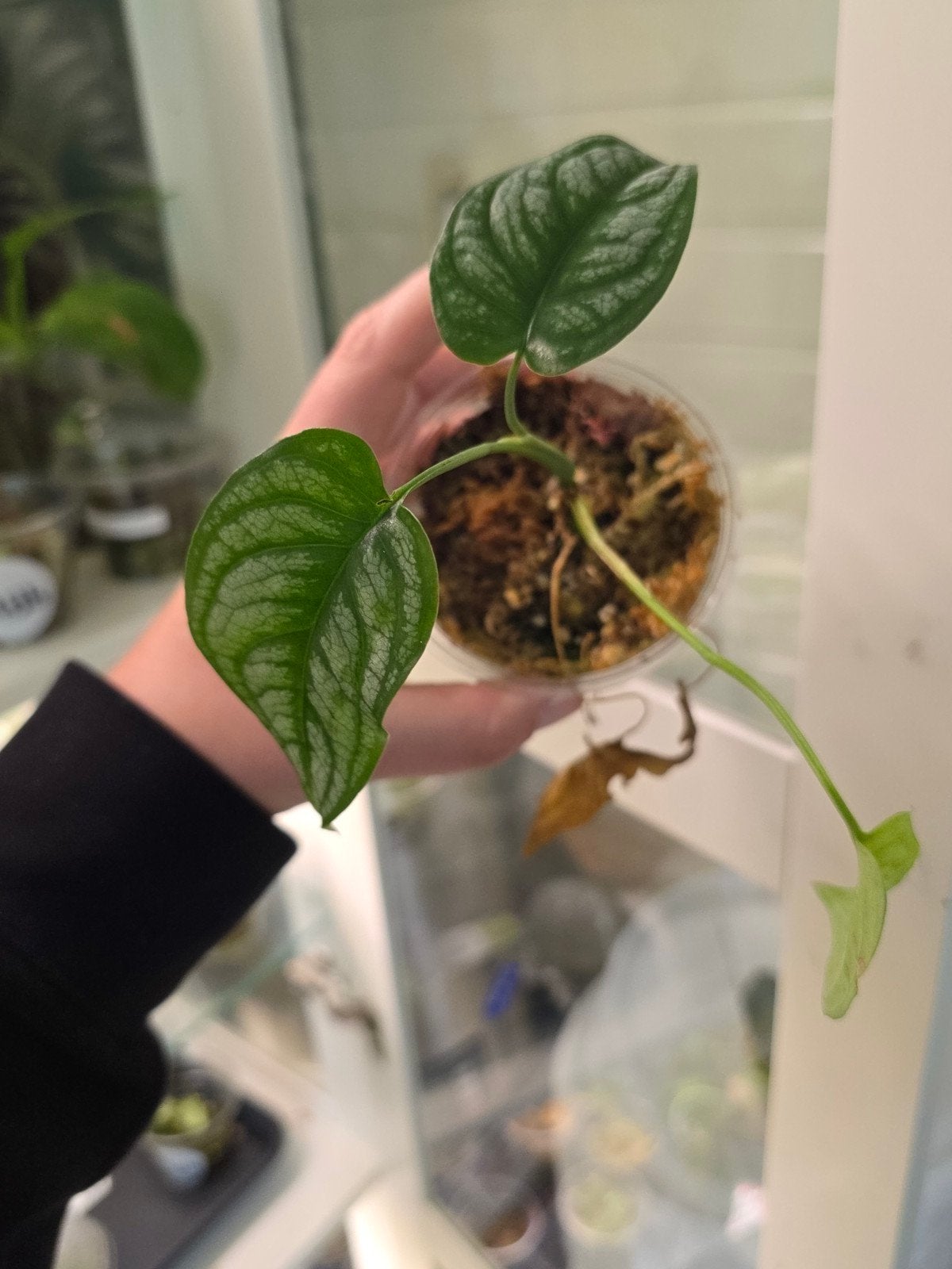 Monstera siltepecana, Ophalen of Verzenden