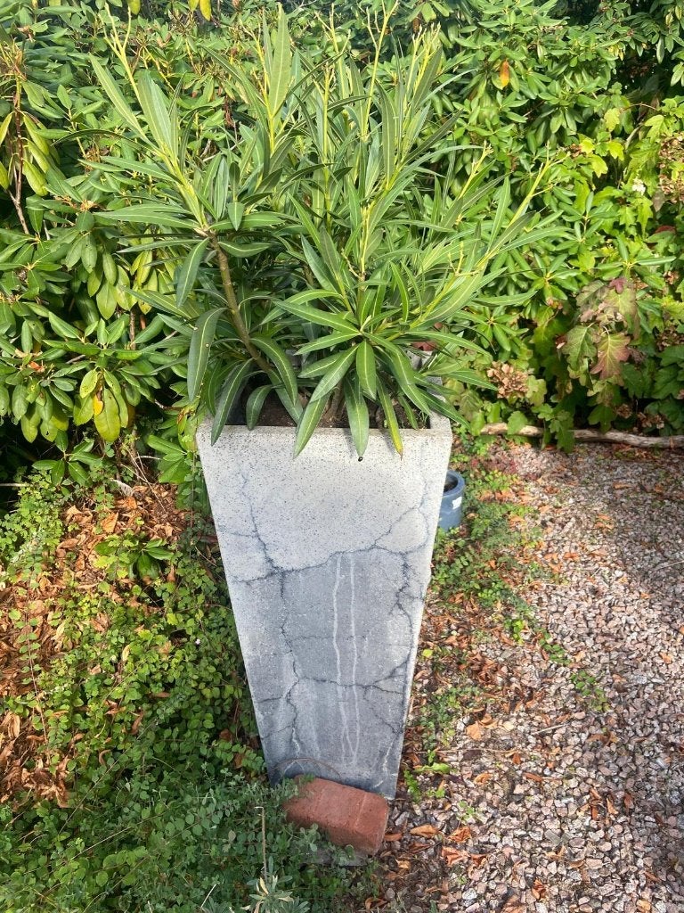 Grote Oleander in plantenbak (40x40x75), Tuin en Terras, Volle zon, Vaste plant, Zomer, Ophalen