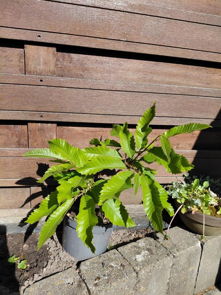 Tamme kastanje boom 40cm hoog, Tuin en Terras, Ophalen, Minder dan 100 cm, Overige soorten, Lente