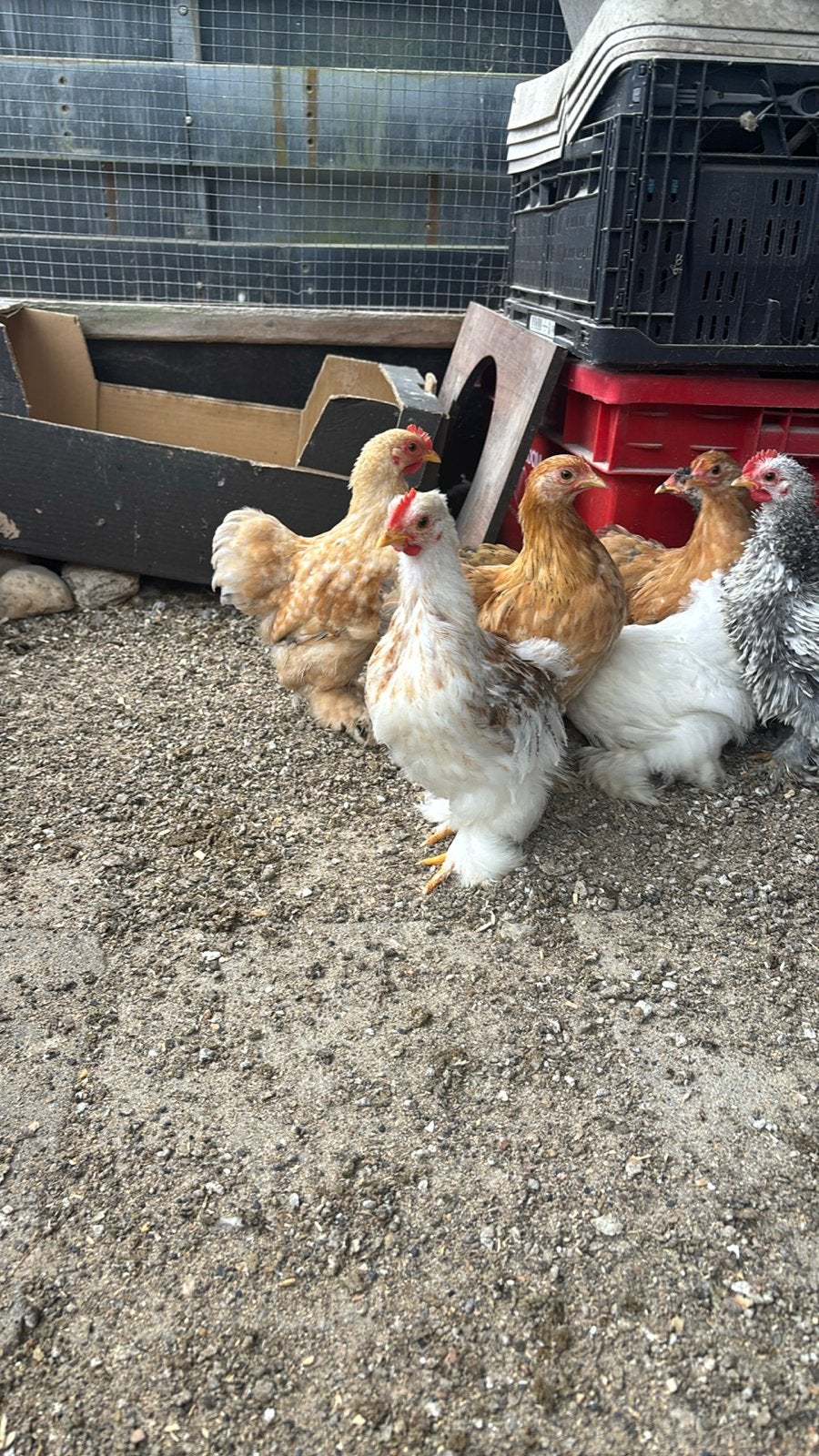 Chocin kriel haan, Dieren en Toebehoren, Mannelijk, Kip