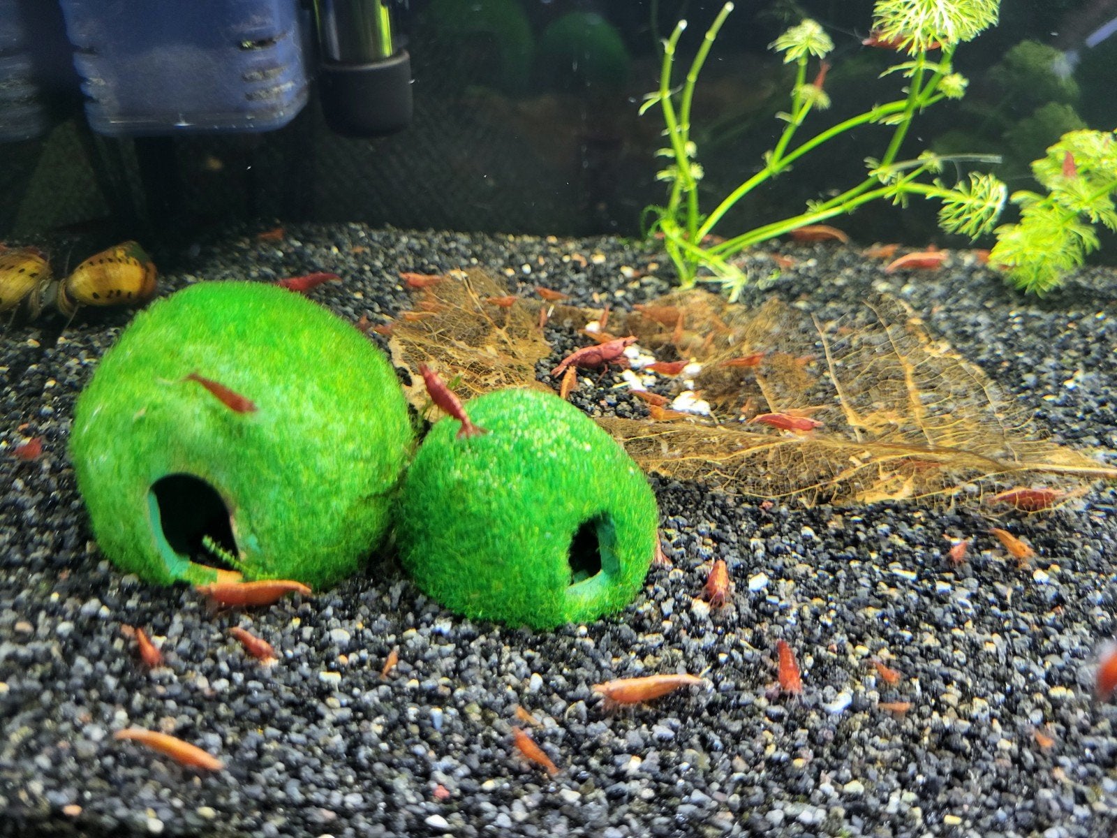 Rode neocaridina garnalen., Dieren en Toebehoren, Kreeft, Krab of Garnaal