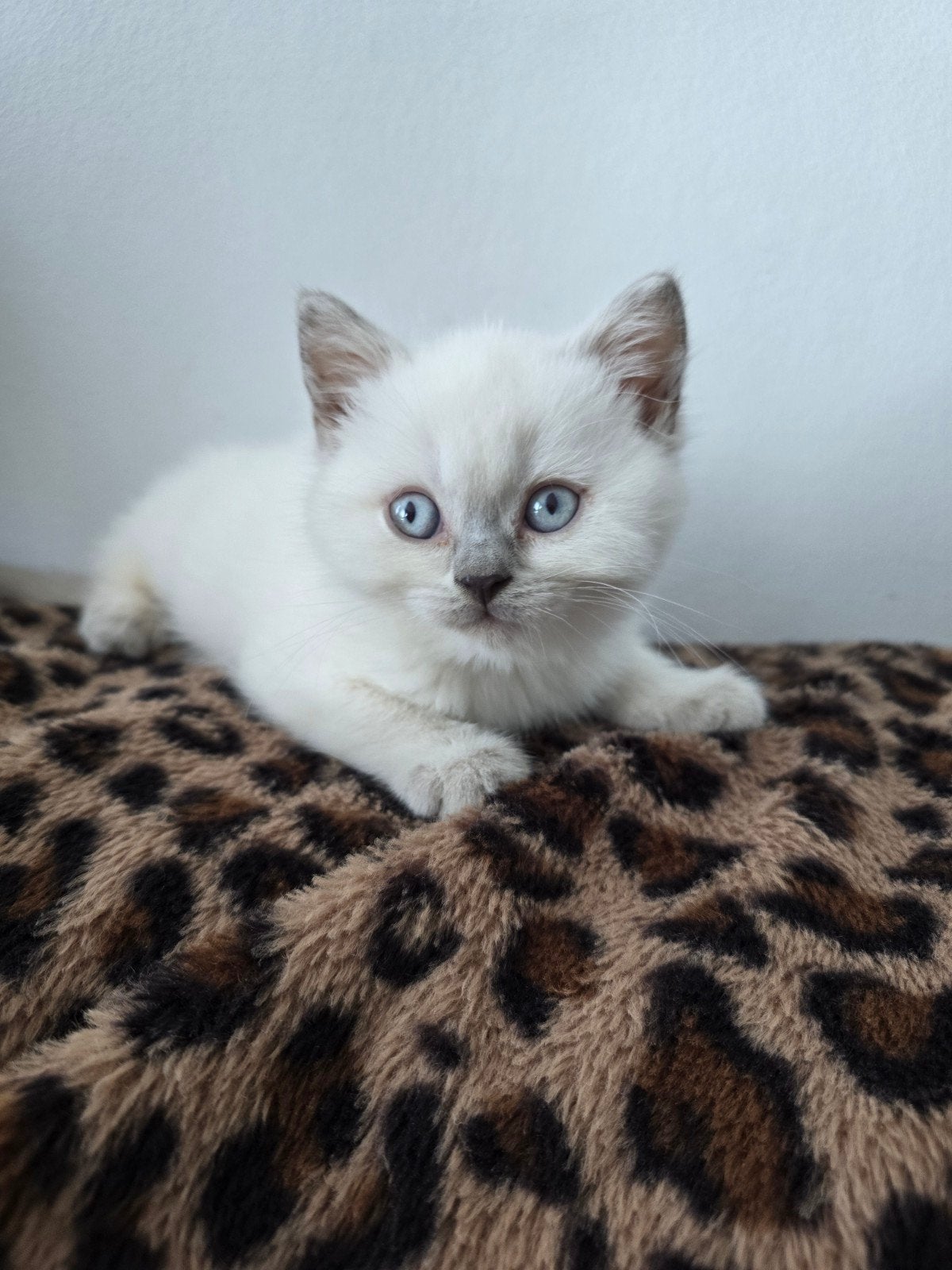 Britse Korthaar Blue Point kitten, Kater, Ontwormd, 0 tot 2 jaar