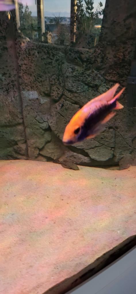 Aulonocara sunset man, Karper of Koi
