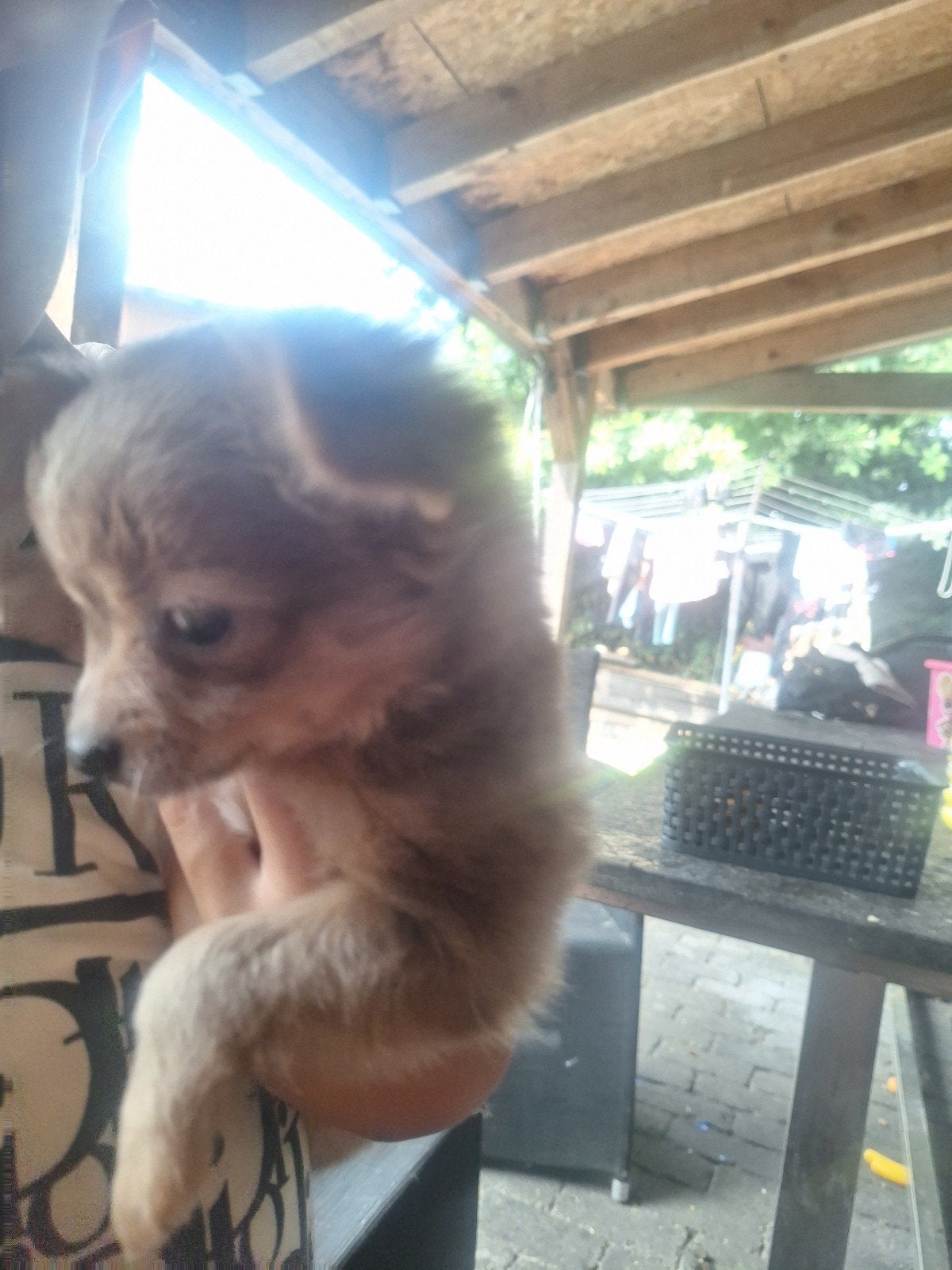 Nog 2 mannetjes beschikbaar langharig, Dieren en Toebehoren, Honden | Chihuahua's en Gezelschapshonden, 8 tot 15 weken, Parvo