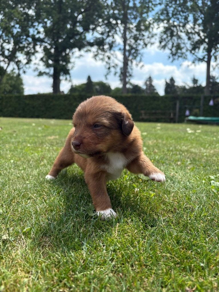 puppy Australian shepherd x Toller (nova scotia)  8 pups, Overige rassen, 8 tot 15 weken, Parvo, Meerdere dieren